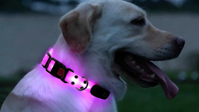 LED燈珠指示燈在寵物產(chǎn)品上的應(yīng)用